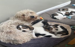 Basset Griffon Vendeen dogs for sale: Griffon petit basset Vendeen tricolor  - Image 1