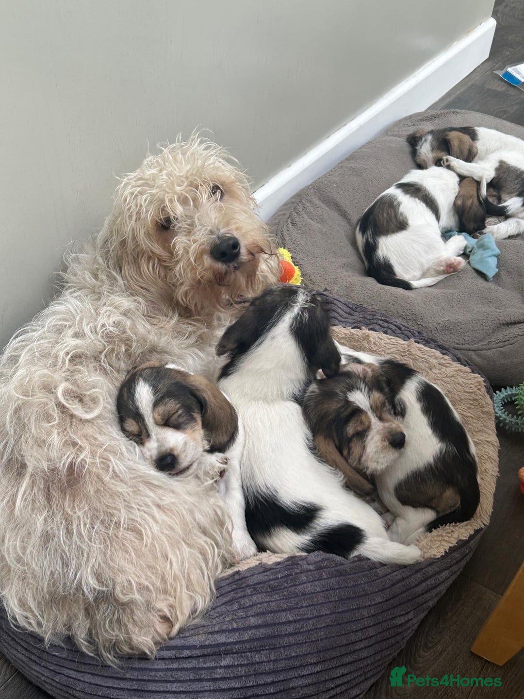 Basset Griffon Vendeen dogs for sale: Griffon petit basset Vendeen tricolor  - Image 1