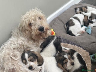 Basset Griffon Vendeen dogs - Advert 28