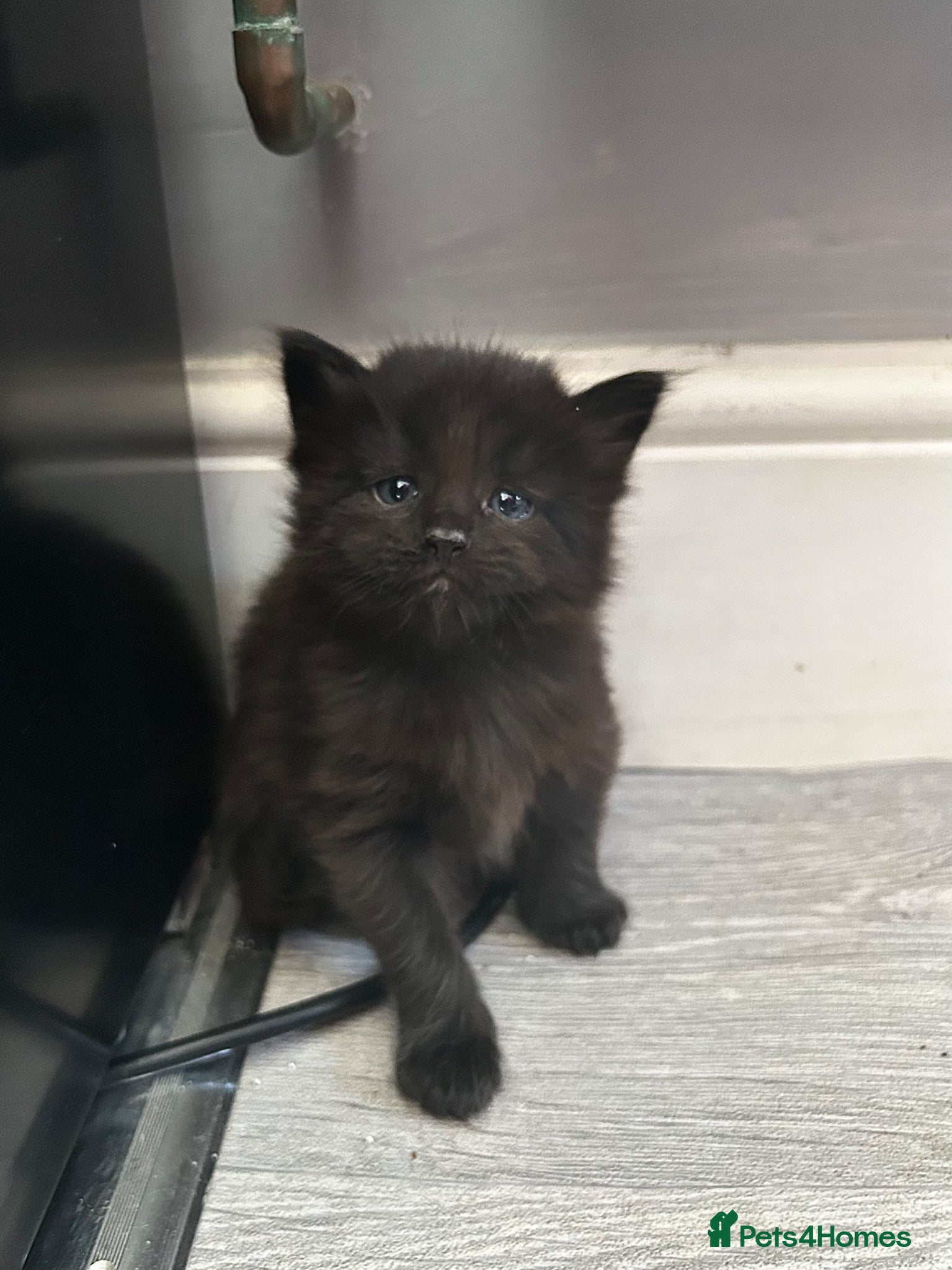 Maine Coon cats Maine Coon Cross 2x Last black boys left  - Advert 2