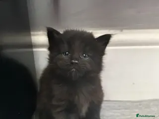 Maine Coon cats Maine Coon Cross 2x Last black boys left - Advert 2