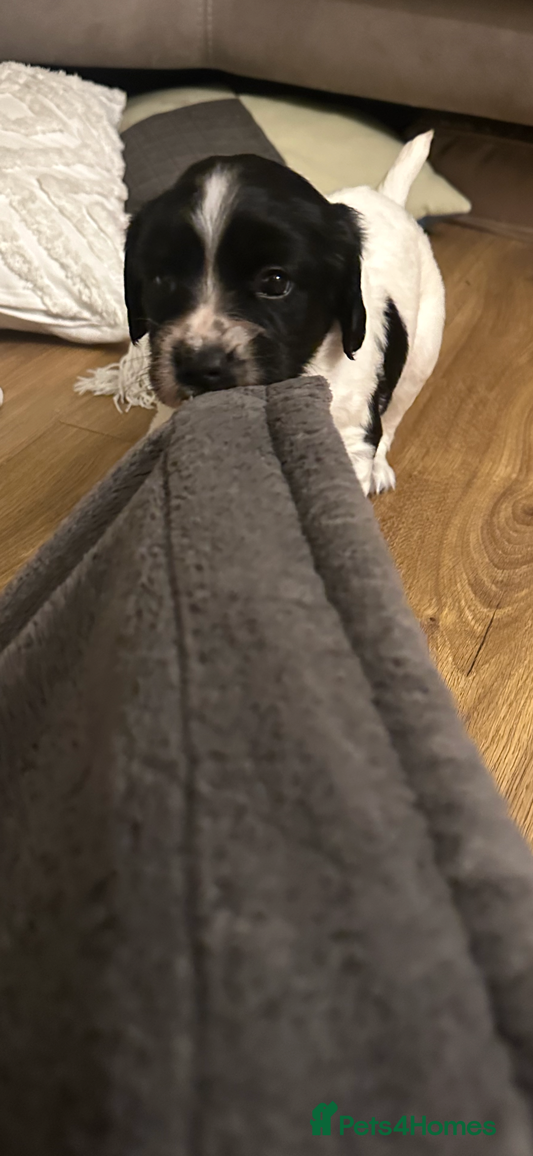 English Springer Spaniel dogs for sale: Springer spaniel puppies  - Advert 7