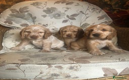 Cocker Spaniel dogs for sale: 4 stunning cocker spaniel puppies  - Image 19