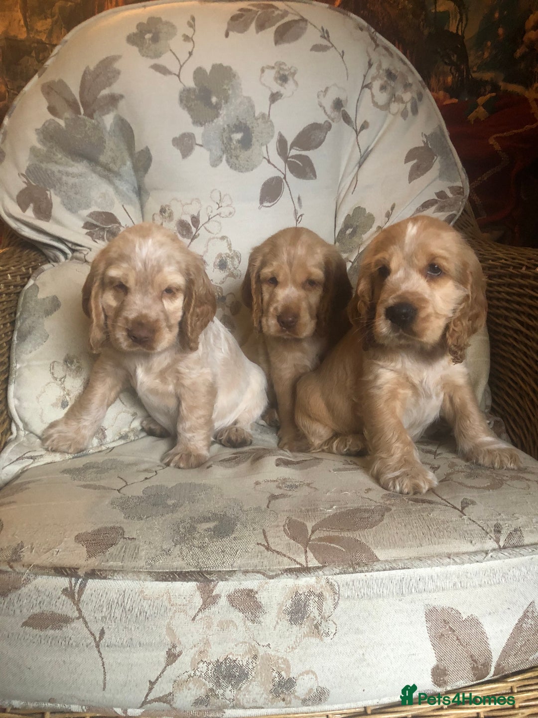 Cocker Spaniel dogs for sale: 4 stunning cocker spaniel puppies  - Image 19