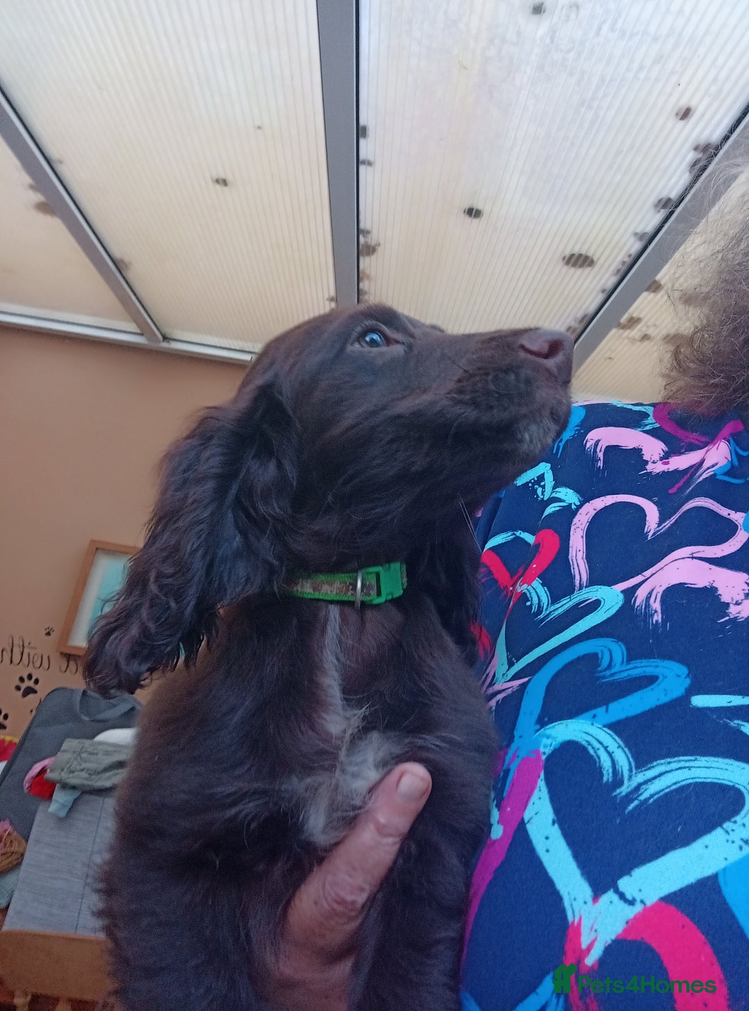 Cocker Spaniel dogs for sale: FULLY VACCINATED AND READY TO LEAVE  - Image 12