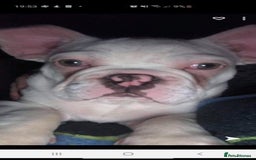 French Bulldog dogs for stud: Latte male proven stud in Harpenden - Image 8