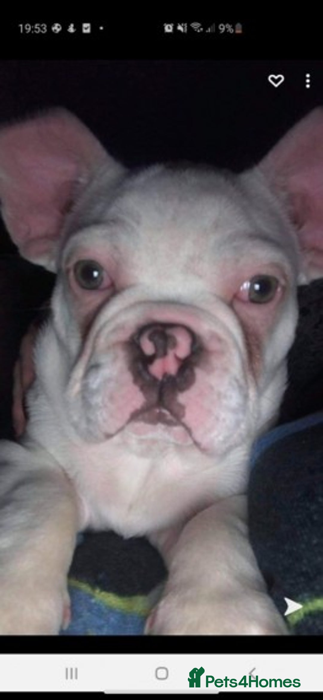 French Bulldog dogs for stud: Latte male proven stud in Harpenden - Image 8