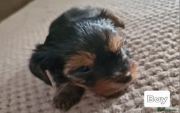 Yorkshire Terrier dogs for sale: Miss Asya puppies - Image 10