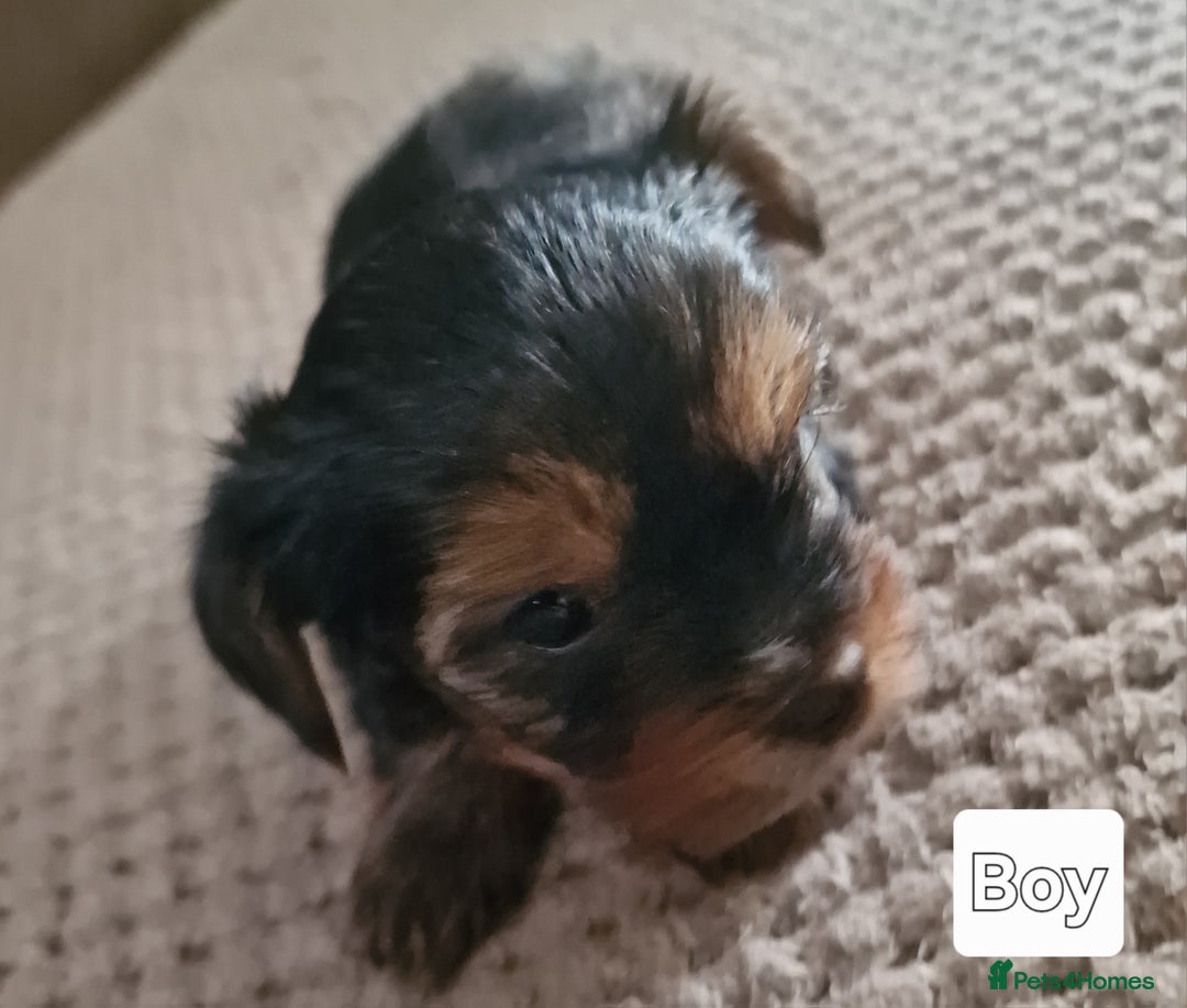 Yorkshire Terrier dogs for sale: Miss Asya puppies - Image 10