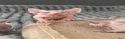 Sphynx cats for sale: Exceptional Sphynx Kittens – Best Pedigree.  - Advert 29