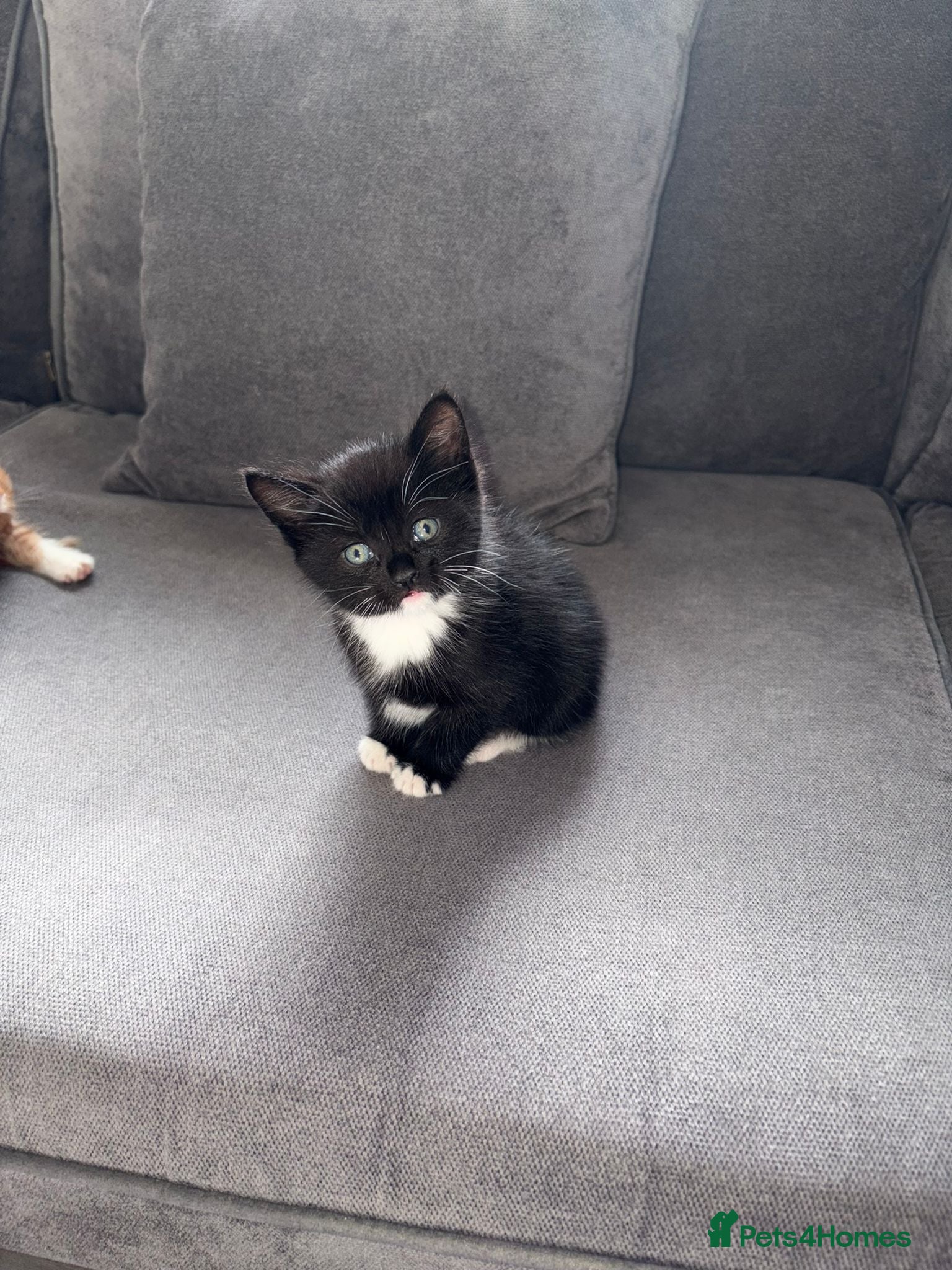 Mixed Breed cats Black and white Kitten for sale   - Advert 15