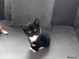 Mixed Breed cats Black and white Kitten for sale - Advert 15