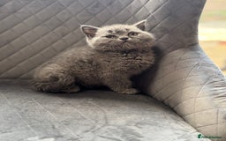 British Shorthair cats for sale: STUNNING pedigree solid blue 7month female kitten  - Image 9