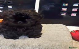 Shih Tzu dogs for sale: Shih tzu puppies for sale  - Image 2