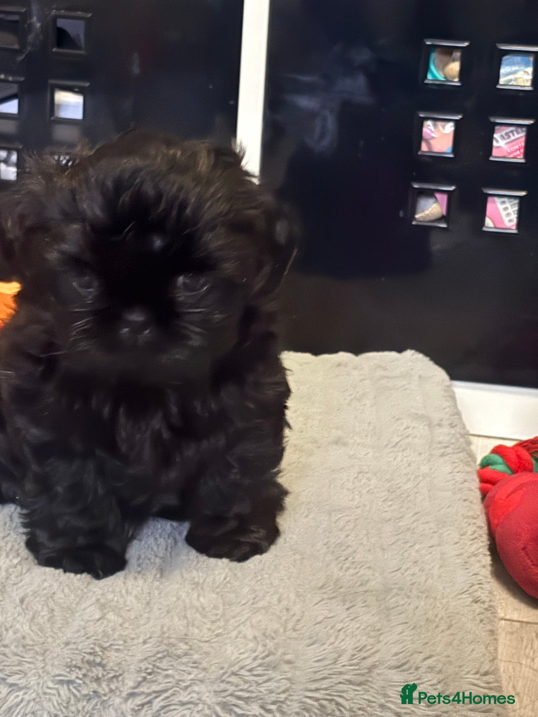 Shih Tzu dogs for sale: Shih tzu puppies for sale  - Image 2