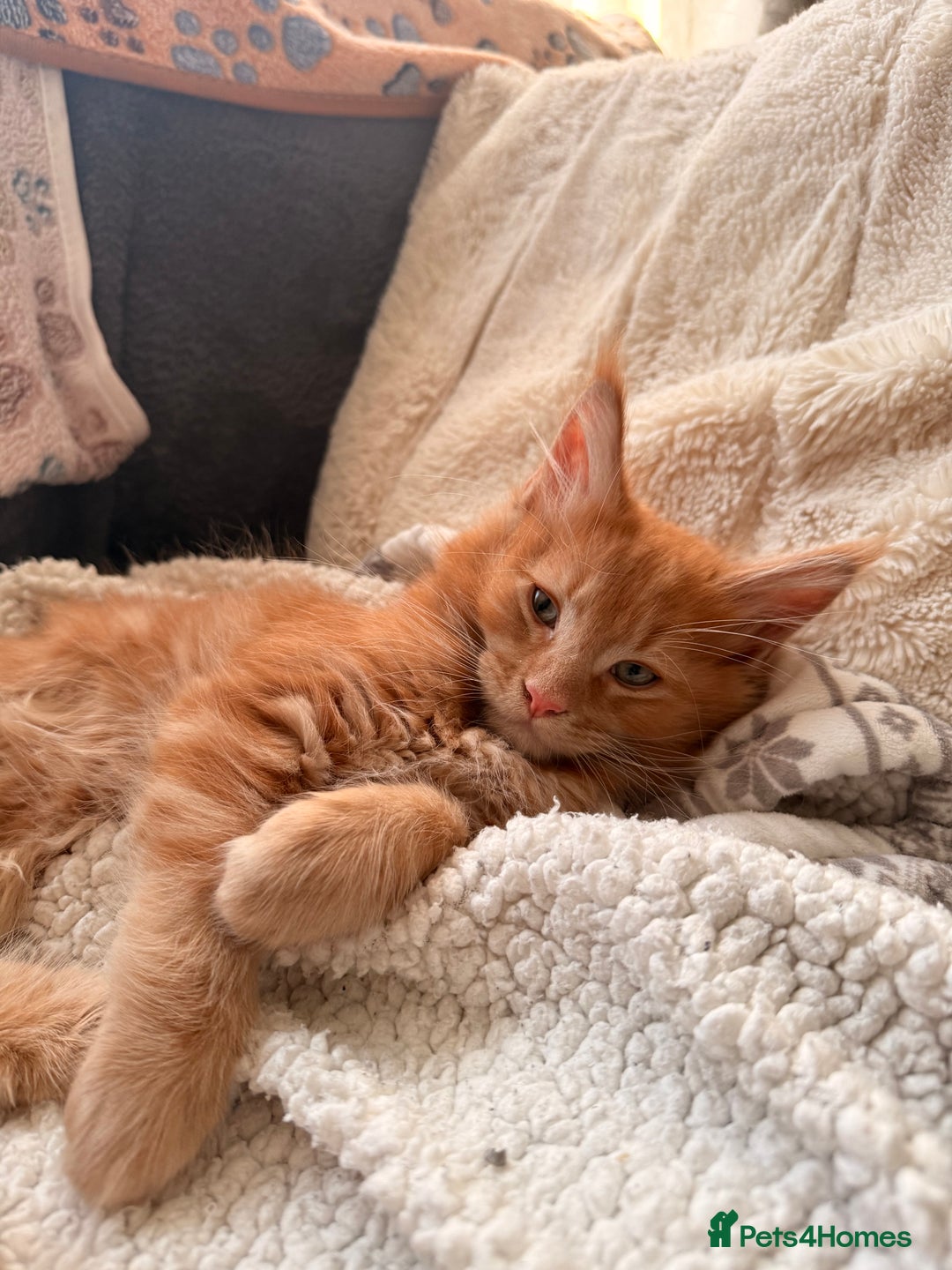 Maine Coon cats for sale: Beautiful Maine Coon Kittens - Advert 5