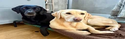 Springador dogs for sale: Fabulous Springador Puppies for Sale in Halesworth - Advert 14