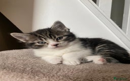 Persian cats for sale: Half Persian Ragdoll Kottens  - Image 6