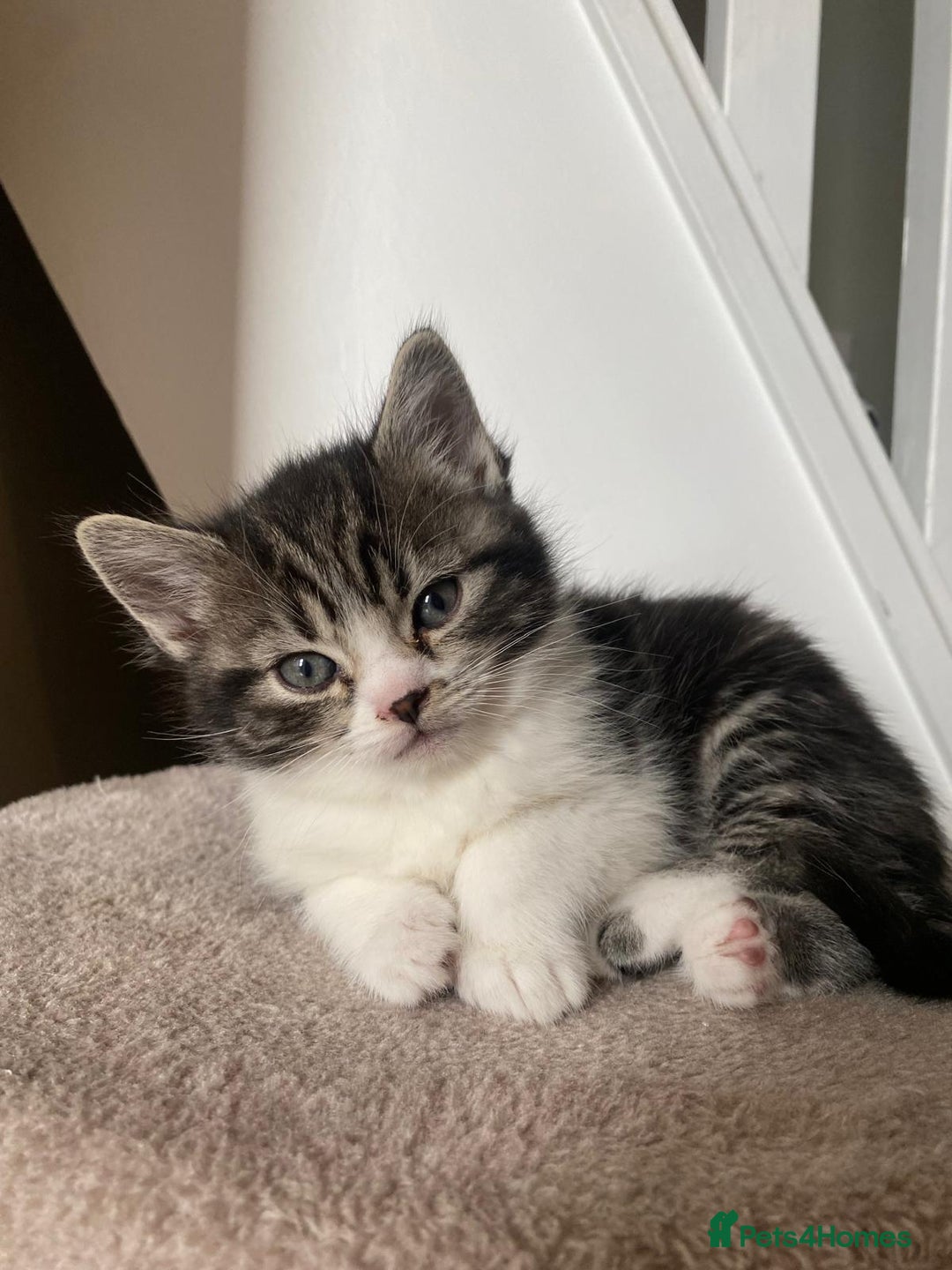 Persian cats for sale: Half Persian Ragdoll Kottens  - Image 6