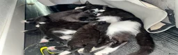 Mixed Breed cats for sale: Beautiful Mixed Breed Blue-Eyed Kittens - Advert 6