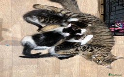 Maine Coon cats for sale: Girl kitten  - Image 7