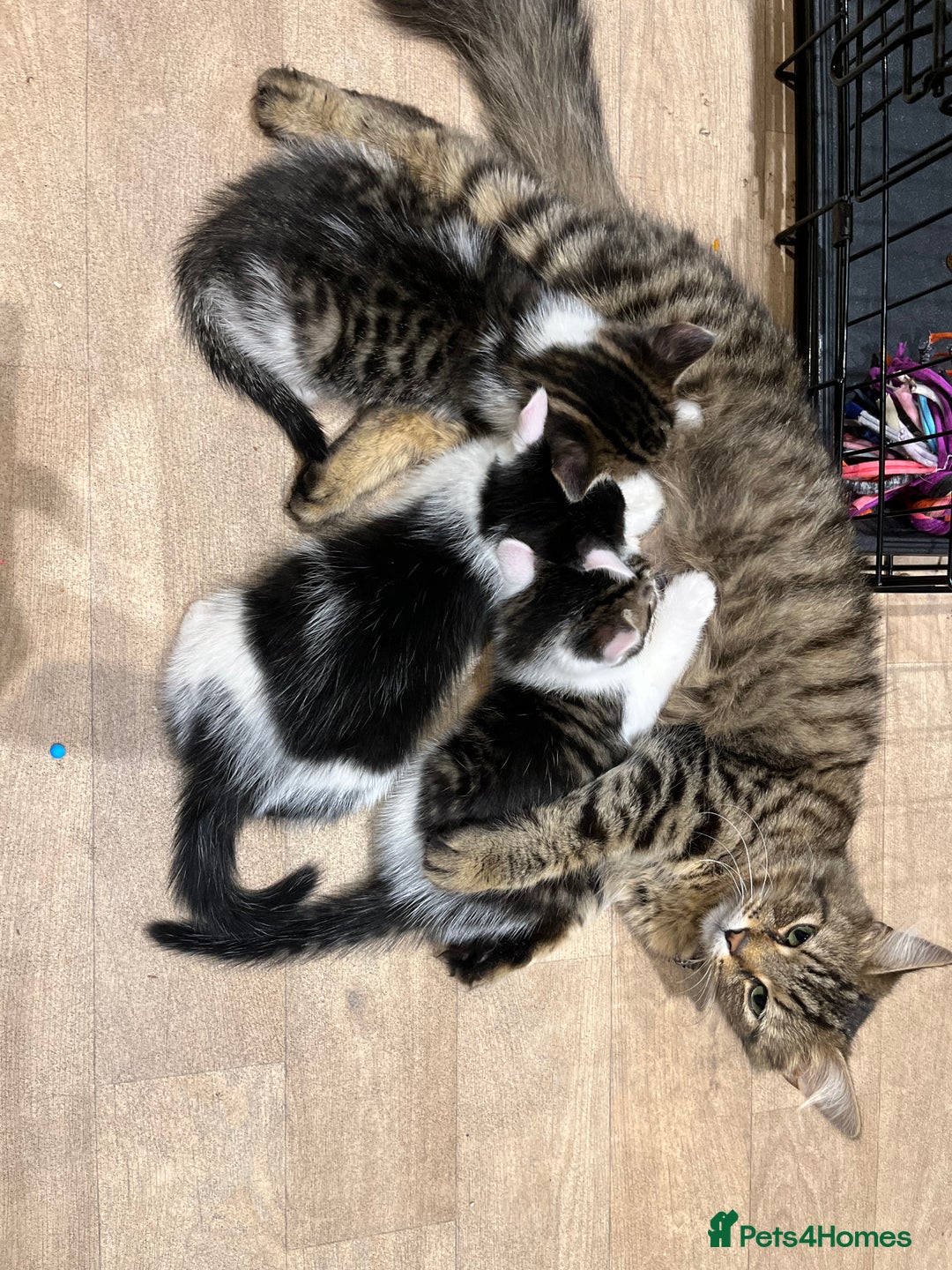 Maine Coon cats for sale: Girl kitten  - Image 7