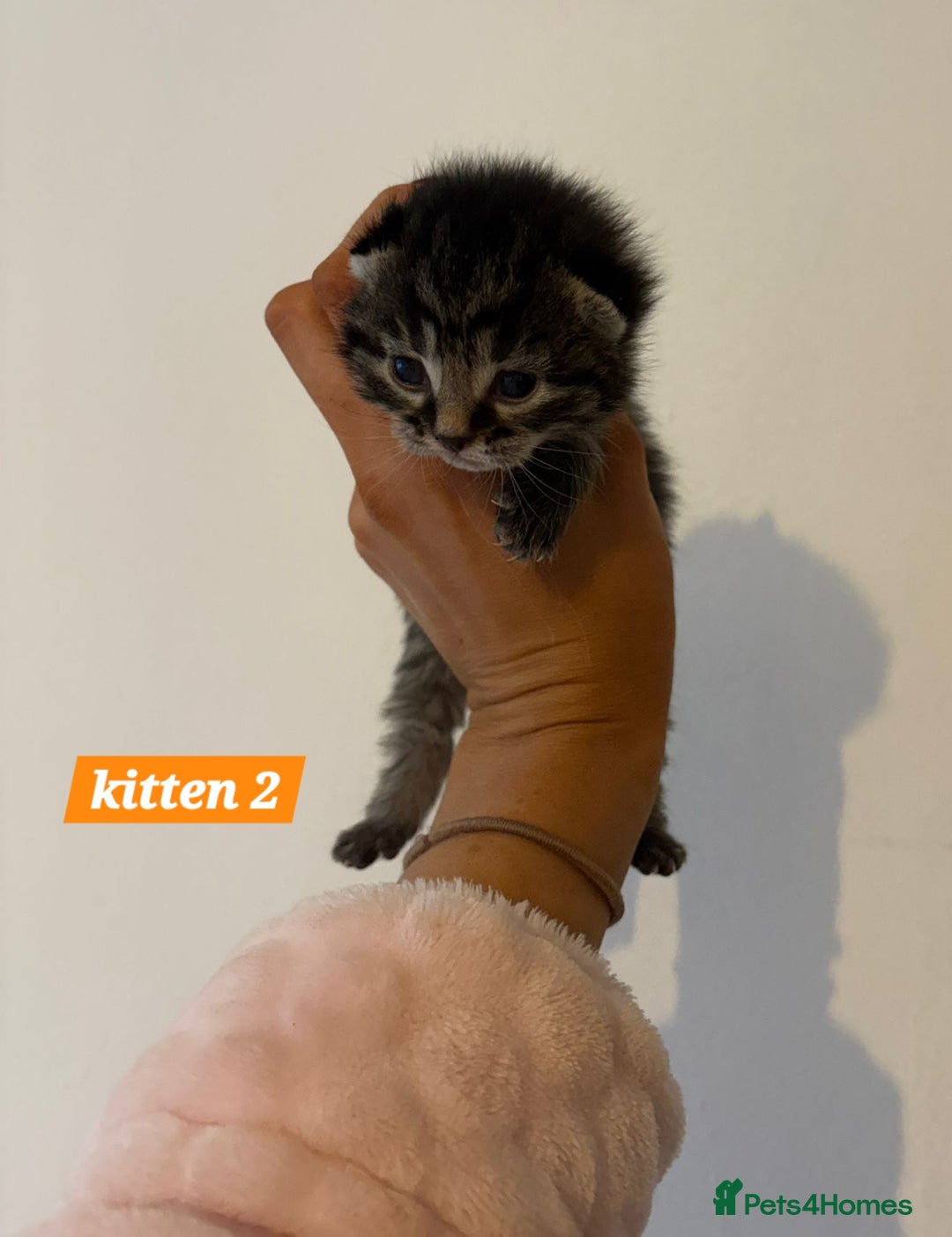 Scottish Fold cats for sale: Stunning Smoky Grey Kittens - Advert 11