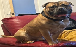 Old Tyme Bulldog dogs for stud: Stud beautiful old Tyme bulldog  - Image 1