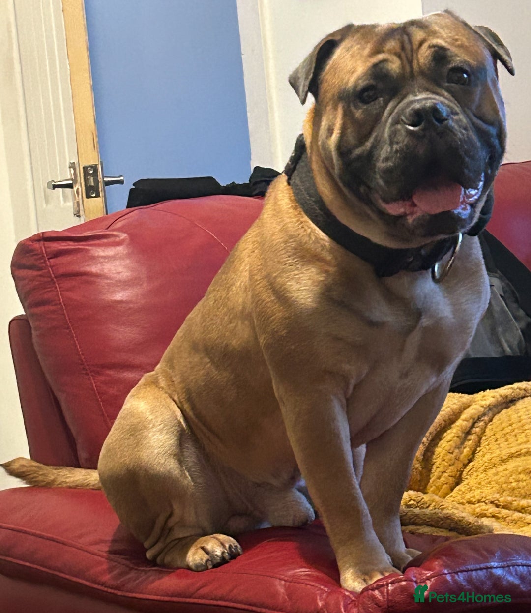 Old Tyme Bulldog dogs for stud: Stud beautiful old Tyme bulldog  - Image 1
