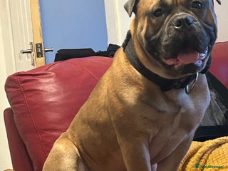 Old Tyme Bulldog dogs - Advert 2