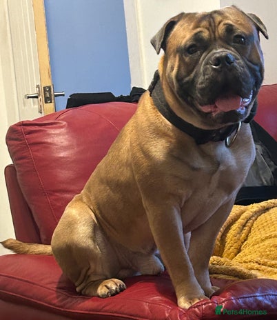 Old Tyme Bulldog dogs Stud beautiful old Tyme bulldog - Advert 2