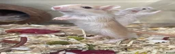Gerbil rodents for sale: Baby Gerbils - Advert 3