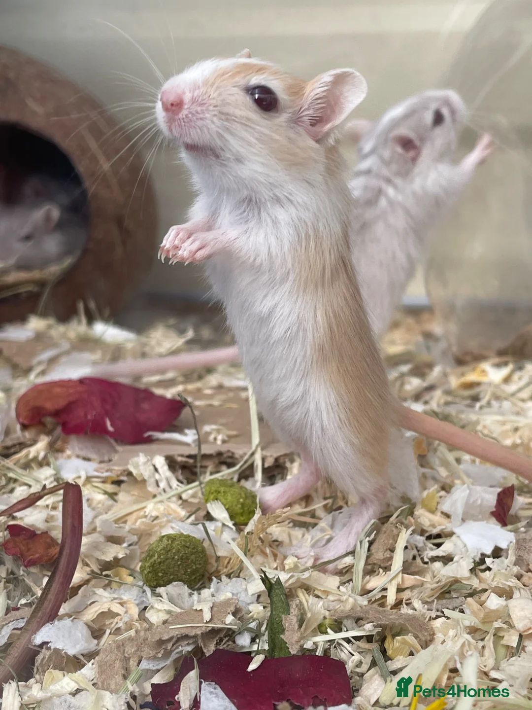 Gerbil rodents for sale: Baby Gerbils - Advert 3