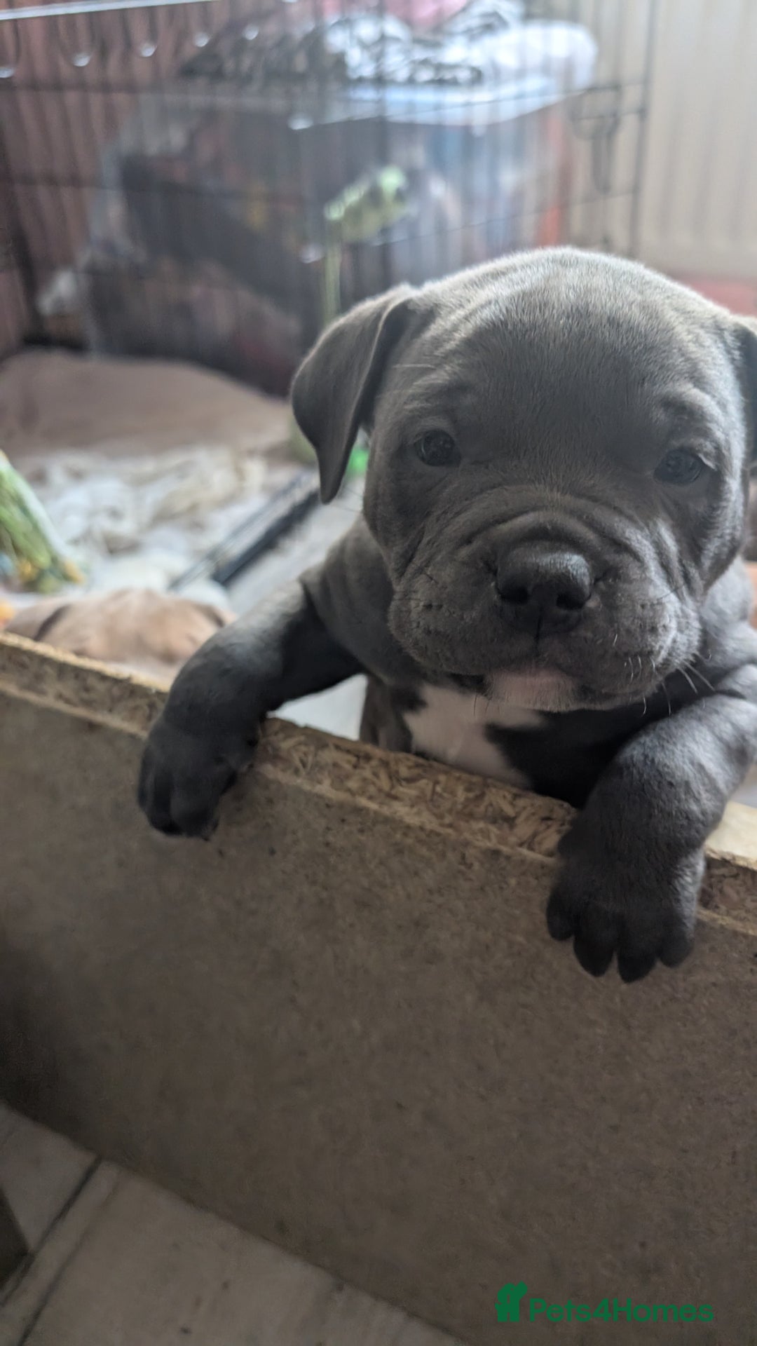 Mixed Breed dogs for sale: Beautiful pups with stunning markings  - Image 23