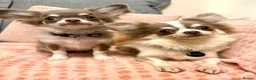 Chihuahua dogs for stud: Super Tiny lilac parti KC long coat Chihuahua STUD - Advert 1