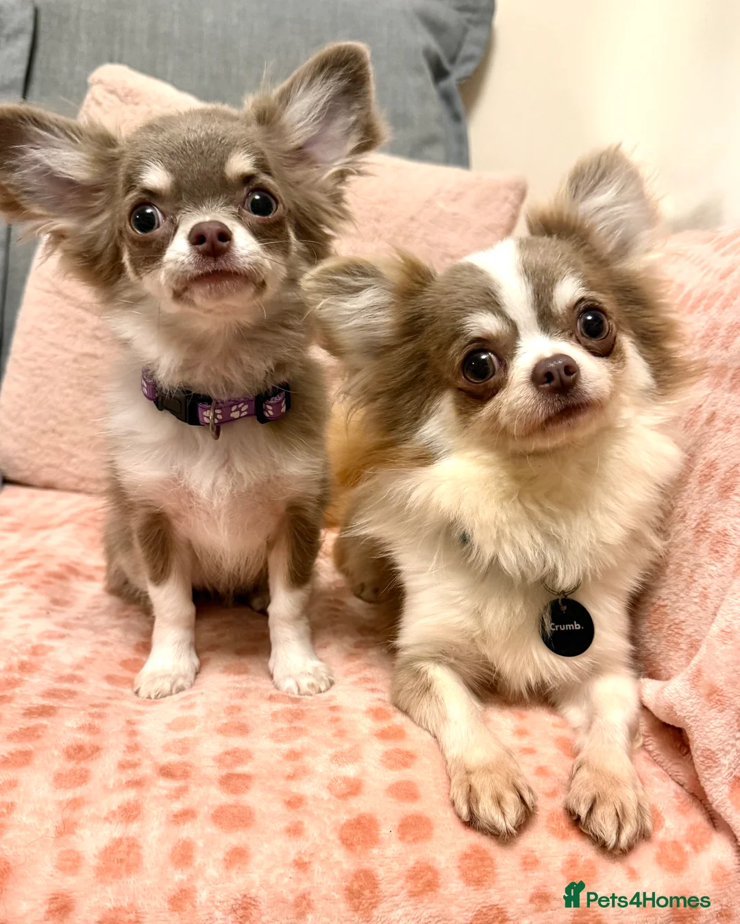 Chihuahua dogs for stud: Super Tiny lilac parti KC long coat Chihuahua STUD - Advert 1