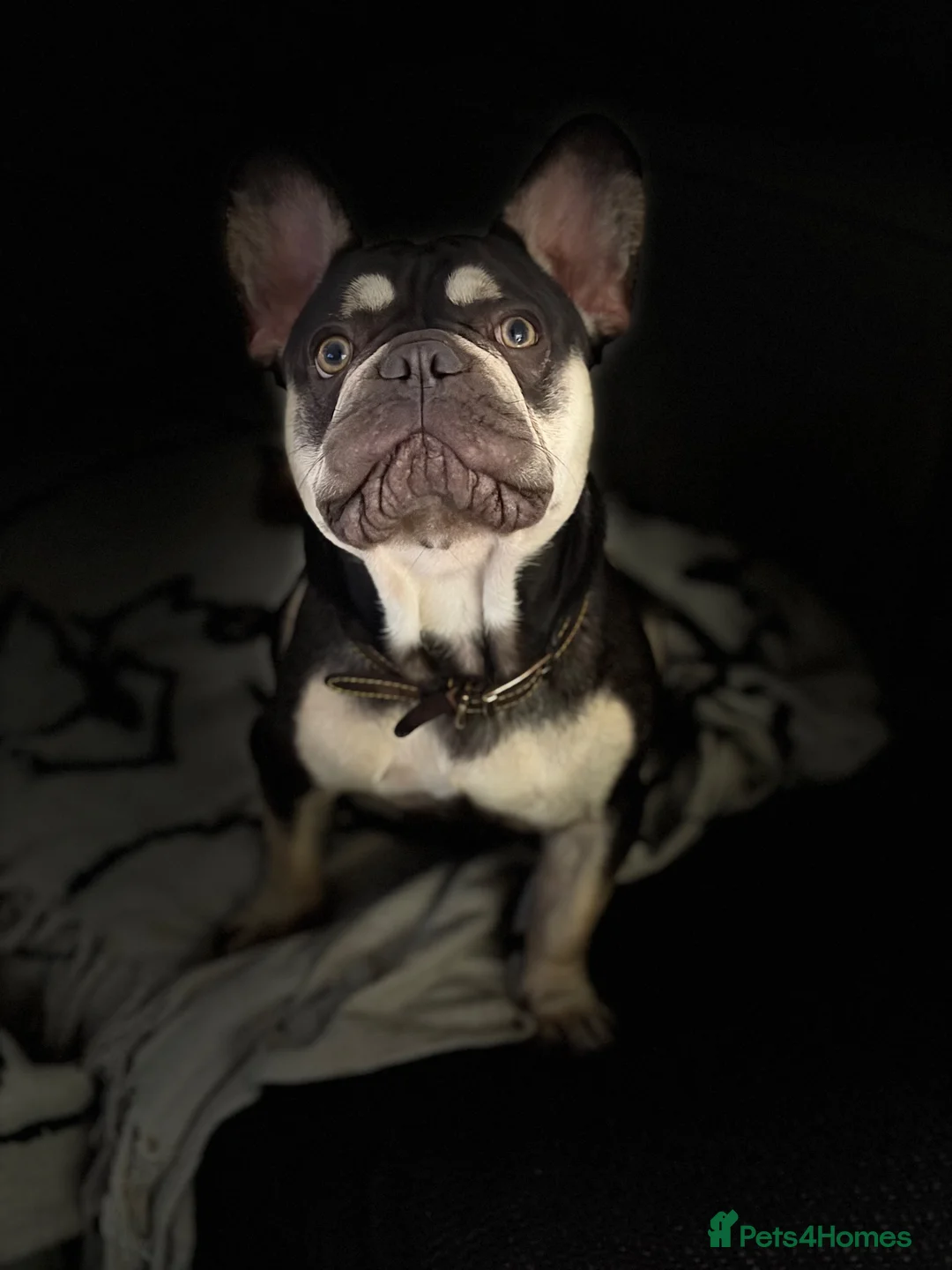 French Bulldog dogs for sale: Moon : French bulldog  in Barnet - Advert 2