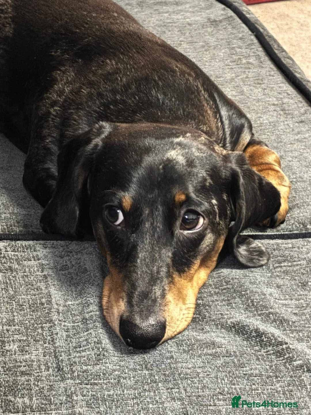Miniature Dachshund dogs for stud: Miniature Dachshund stud in Bracknell - Advert 2