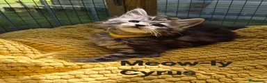 Maine Coon 5