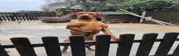 Hungarian Vizsla dogs for sale: Beautiful Hungarian Vizsla puppies available  in Boston - Advert 19
