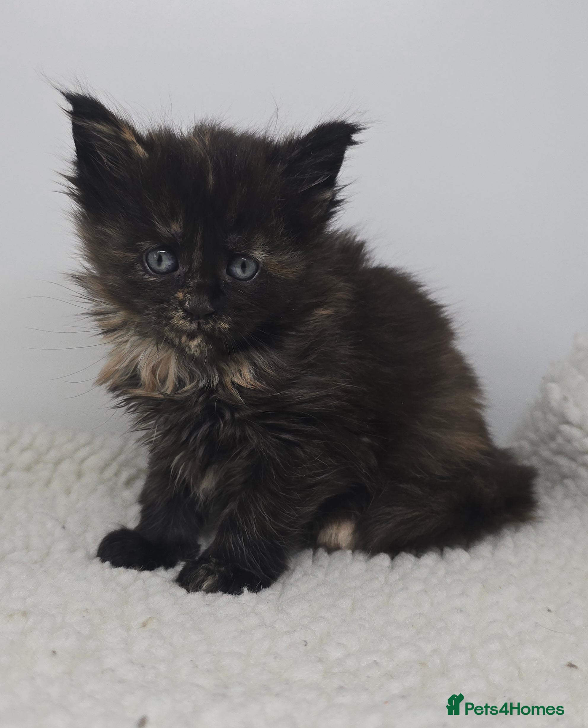 Maine Coon cats Amazing Large Purebred Maine Coon Kittens - Advert 13