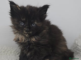 Maine Coon cats Amazing Large Purebred Maine Coon Kittens - Advert 13