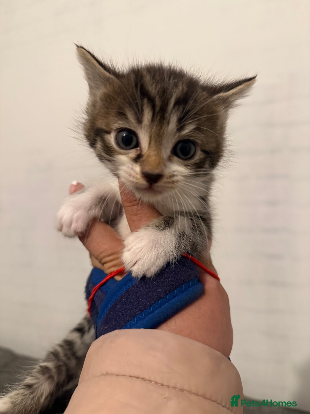 Mixed Breed cats for sale: Beautiful Kittens For Sale  - Image 5