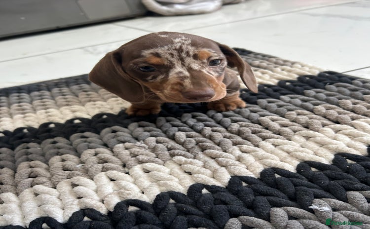 Miniature Dachshund dogs in Dudley - Advert 13