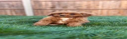 Cavapoo dogs for sale: Stunning Cavapoo puppies  - Advert 5
