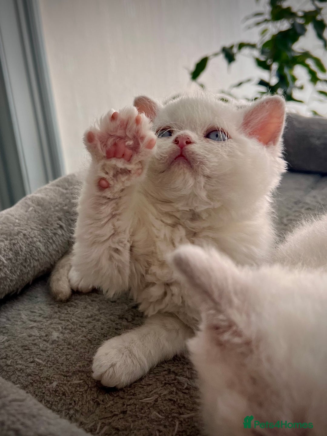 Selkirk Rex cats for sale: SELKIRK REX KITTENS  😻 - Advert 20