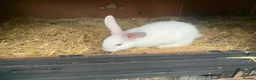 Mixed Breed rabbits for sale: German Giant cross breeds  - Advert 4