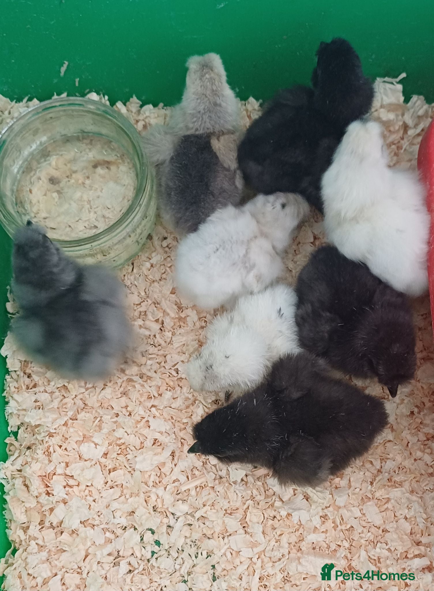 Chickens poultry Silkie chicks and hatching eggs! - Advert 2