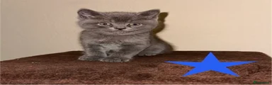 British Shorthair Kitten (Blue)