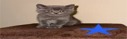 British Shorthair cats for sale: Beautiful British Shorthair Kittens–First Litter🐾 - Advert 6